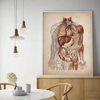 Derliaus Žmogaus Raumenų Anatomija Medicinos Klinika, Sienos Nuotrauka Skeletas Organų Sistemos, Drobė Spausdinti Įstaiga Švietimo Plakatas