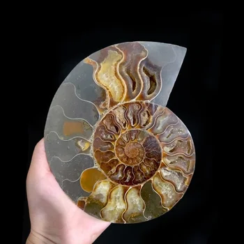 200g poliruoto natūralaus myli Ammonite Shell mineralinių Pavyzdys Ammonite iškastinio griežinėliais