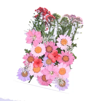 Džiovinti Natūralūs Nekilnojamojo Gėlių Asortimentas Spalvingas Paspaudus Flower Daisy Gėlių Herbariumo Gėlių Dekoracija Sakai Papuošalai Intarpai