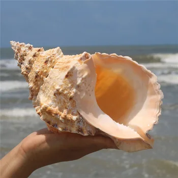 1pcs didelio dydžio, gamtos Myli sea shell Big myli shell namų dekoracija ar dovana didmeninės