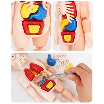 3D Žmogaus Kūno Liemens Modelio Realus Žmogaus Anatomija Ekranas Asamblėjos Žaislai Vaikas Suaugusiųjų Švietimo Mokytis 