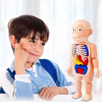 Žmogaus Kūno Anatomijos Modelis Vaikas 3D Puzzle Mokymosi Organų Surinkti Žaislą Kūno Organų Mokymo Priemonė Vaikams, GARO Dovana