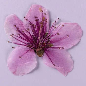 3-5cm/12pcs,natūralių Persikų žiedų mažytės gėlės,nekilnojamojo gėlių žiedlapių 
